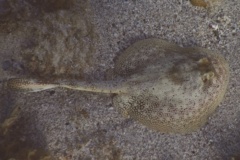 Stingrays - Yellow Stingray - Urolophus jamaicensis