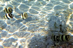 Butterflyfish - Banded Butterflyfish - Chaetodon striatus