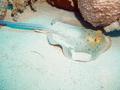 Stingrays - Blue Spotted Stingray - Taeniura lymma