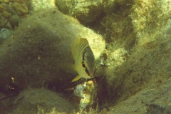 Snappers - Schoolmaster - Lutjanus apodus