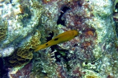 Damselfish - Threespot Damselfish - Stegastes planifrons