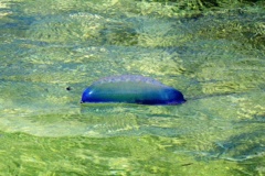 Jellyfish - Portuguese Man O' War - Physalia physalis