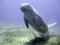 Sea Cows - Dugong - Dugong dugon