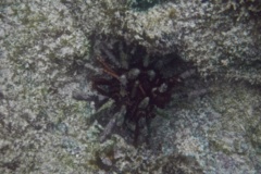 Sea Urchins - Slate Pencil Sea Urchin - Eucidaris tribuloides