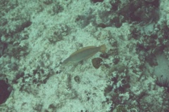 Wrasse - Painted Wrasse - Halichoeres caudalis