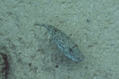 Pufferfish - Checkered Puffer - Sphoeroides testudineus