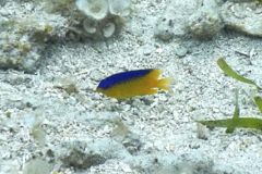 Damselfish - Beaugregory Damselfish - Stegastes leucostictus