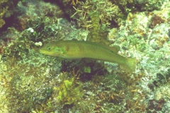 Wrasse - Blackear Wrasse - Halichoeres poeyi