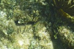 Wrasse - Bluehead Wrasse - Thalassoma bifasciatum