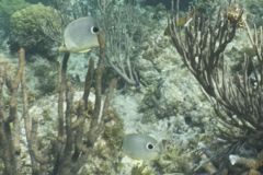 Butterflyfish - Foureye Butterflyfish - Chaetodon capistratus