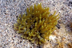 Anemones - Giant Sea Anemone - Condylactus gigantea