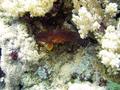 Groupers - Coral Grouper - Cephalopholis miniata