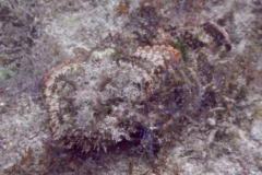 Scorpionfish - Plumed Scorpionfish - Scorpaena grandicornis