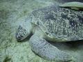 Turtle - Green Sea Turtle - Chelonia mydas