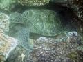 Turtle - Green Sea Turtle - Chelonia mydas