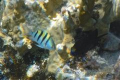 Damselfish - Sergeant Major - Abudefduf saxatilis