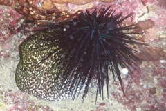 Sea Urchins - Longspine Sea Urchin - Diadema antillarum