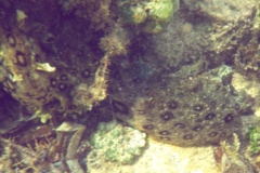 Sea Hare - Spotted Sea Hare - Aplysia dactylomela