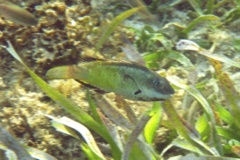 Parrotfish - Bucktooth Parrotfish - Sparisoma radians