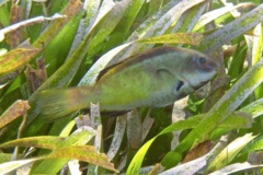 Parrotfish - Bucktooth Parrotfish - Sparisoma radians