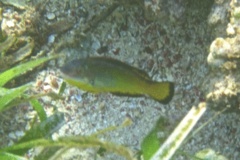 Parrotfish - Bucktooth Parrotfish - Sparisoma radians