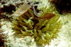 Anemones - Giant Sea Anemone - Condylactus gigantea