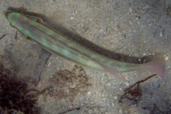 Wrasse - Slippery Dick - Halichoeres bivittatus