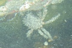 Spider Crabs - Channel Clinging Crab - Mithrax spinosissimus