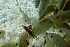 Grunts - Bluestriped Grunt - Haemulon sciurus