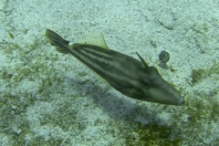 Filefish - Orangespotted Filefish - Cantherhines pullus