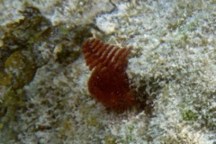 Nudibranch - Christmas tree worm - spirobranchius giganteus