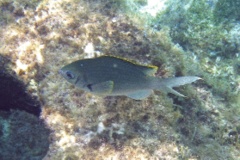 Damselfish - Brown Chromis - Chromis multilineata