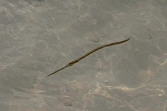 Needlefish - Keeltail Needlefish - Platybelone argalus