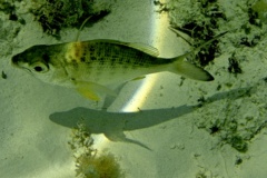 Mojarras - Yellowfin Mojarra - Gerres cinereus