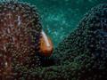 Damselfish - Yellow Anemonefish - Amphiprion sandaracinos