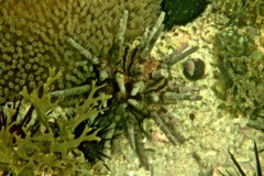 Sea Urchins - Slate Pencil Sea Urchin - Eucidaris tribuloides