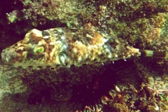 Pufferfish - Bandtail Puffer - Sphoeroides spengleri