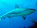 Sharks - Caribbean Reef Shark - Carcharhinus perezii