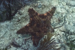 Starfish - Cushion Sea Star - Oreaster reticulatus