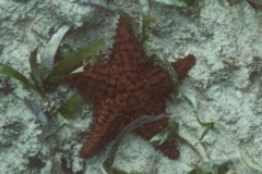 Starfish - Cushion Sea Star - Oreaster reticulatus