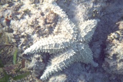 Starfish - Cushion Sea Star - Oreaster reticulatus