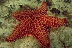 Starfish - Cushion Sea Star - Oreaster reticulatus