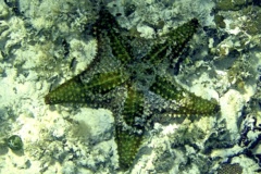 Starfish - Cushion Sea Star - Oreaster reticulatus