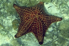 Starfish - Cushion Sea Star - Oreaster reticulatus