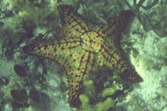 Starfish - Cushion Sea Star - Oreaster reticulatus