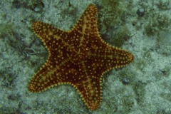 Starfish - Cushion Sea Star - Oreaster reticulatus