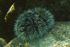 Sea Urchins - West Indian Sea Egg - Tripneustes ventricosus