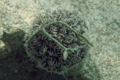 Sea Urchins - West Indian Sea Egg - Tripneustes ventricosus