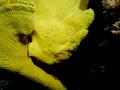 Frogfish - Spotfin Frogfish - Antennarius nummifer