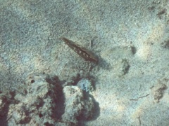 Bivalve Mollusc - Amber Penshell - Pinna carnea